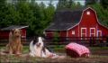 dr dolittle 3-avi_1000_314.jpg
